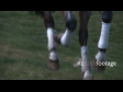 Equestrian Horse Jumping 4 OFFSPEED 1702